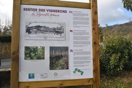 70 . Panneau 5 : le vignoble de Guentrange .